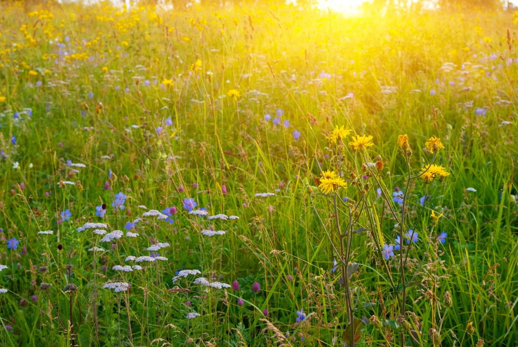flowers in field